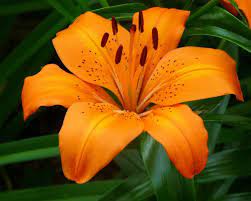 We did not find results for: Die Orange Lilie Lilium Besitzt Eine Beeindruckende Blute Tiger Lily Flowers Orange Lily Flower Beautiful Flowers