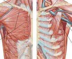 Precordialgie Comprendre Cette Douleur Thoracique Reflex Osteo