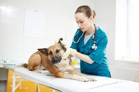 A cover letter is at least as important as a resume in helping you land an interview for the job you want. A Lovely Veterinary Cover Letter Example Cover Letter Ninjas