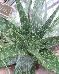 Image result for Aloe komatiensis