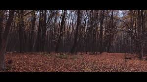 Soim roman nimic in lume nu i mai sfant versuri. Alex Balazs Production Home Facebook