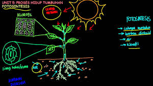 Warna kulit cerah / gelap 2. Video Tahun 4 Sains Sekolah Rendah