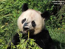 L'annuaire des animaux extraordinaires admirez la diversité animale; Zooparc De Beauval France Yuan Meng A Fete Ses 3 Ans Ce 4 Aout