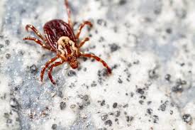 A tick's body shape changes from flat before feeding to round and engorged when it is filled with blood. What Do Ticks Look Like On Dogs Great Pet Care