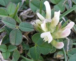 Image result for Trifolium semipilosum