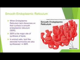 Maybe you would like to learn more about one of these? Endoplasmic Reticulum Structure And Function Youtube