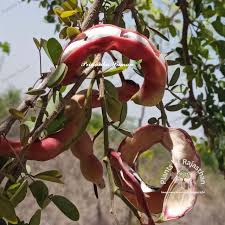 Image result for Pithecellobium dulce