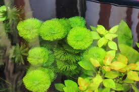 カボンバ 金魚藻 金魚水槽 メダカ水槽の定番の水草 水草動画ブログ