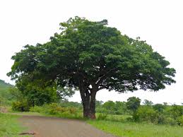 Image result for Kigelia africana