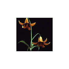 We did not find results for: Lilium Canadense Melted Spots