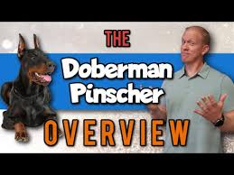 We strive to improve the doberman pinscher breed as outlined by the american kennel club (akc), as well as the doberman pinscher club of american (dpca). Is The Doberman Pinscher Legal In Romania 2021 The Dog Visitor