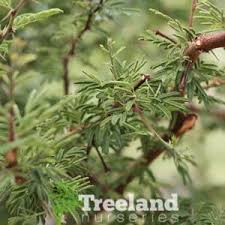 Image result for Acacia schweinfurthii