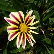 We did not find results for: My Flowers They Open In The Morning And Close Up At Night Shade Loving Perennials Tall Purple Flowers Beautiful Flowers Photography