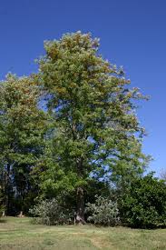 Check spelling or type a new query. Toowoomba Plants Silky Oak