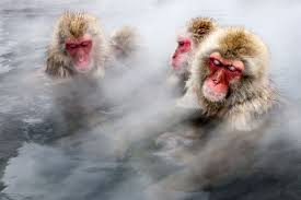 The japanese have a fondness for new things and things that happen first. Japanese Snow Monkeys Get Stress Relief Warmth In Hot Springs