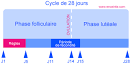 Cycle de jours ovulation