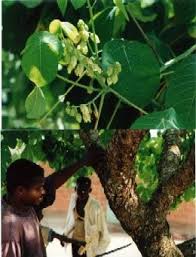 Image result for Manihot glaziovii