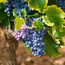For most grapevine types, pruning is done by cutting everything hard back to spurs or permanent buds on the main plant framework, so new growth occurs and produces fruit. How To Harvest And Preserve Fresh Grape Leaves