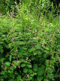 Image result for Mimosa diplotricha