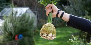 Die ernte von cannabis zum richtigen zeitpunkt ist genauso wichtig wie der anbau der pflanze. Knollensellerie Anbauen Selbstversorgung Im Gartengemusekiosk