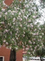 It is home to over 2,000 native plant species in a myriad of sizes, shapes, colors, forms, and flowers vary in color blooming in late spring. Find Trees Learn University Of Arizona Campus Arboretum