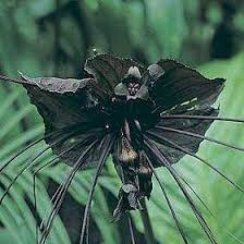 Black Bat Flower Strange Flowers Unusual Plants Bat Flower