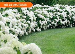 Lichterkette garten sommer stock photos images photography. Fur Einen Vollendeten Garten Bakker Com