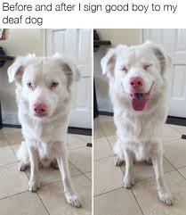 Funny Animal Pictures Of The Day 30 Pics Ep12 Ceanna Calypso Hayvanlar Kopek Evcil Hayvanlar