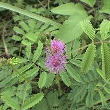 Image result for Mimosa diplotricha