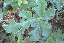 Image result for Citrullus lanatus