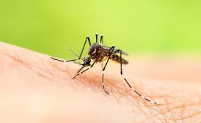 Leave your pest control needs to the technicians at bay area pest & termite control. 1st Response Pest Termite Mosquito Control Valrico Tampa Riverview Company