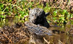 راز بقا در پانتانال: وقتی شکارچی، خود شکار می‌شود! - واضح