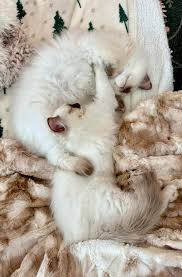 All you need to know about the Ragdoll breed starting from the origin of  the breed.