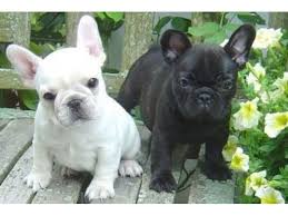 Search our network for the specific. French Bulldog Puppies For Adoption The Y Guide