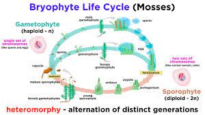 Life cycle of bryophytes and pteridophytes. Bryophytes And The Life Cycle Of Plants Youtube