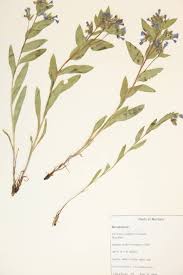 Image result for Boraginaceae