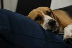 How do you get a dog to shut up? Help My Dog Barks Cries Or Whines At Night