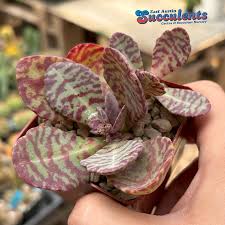 Image result for Kalanchoe humilis