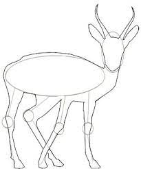 For getting notification of beautiful videos for kids How To Draw A Gazelle Step 4 Drawings Animal Drawings Draw