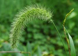 Image result for Setaria pseudaristata