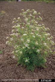 Image result for Conium