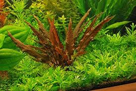 Tissue culture technology | 100% snails, algae & disease free! Potted Cryptocoryne Wendtii Red Live Aquarium Live Plant You Get 1 Potted Cryptocoryne Wendtii Re Planted Aquarium Susswasserpflanzen Wasserpflanzen Aquarium