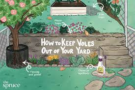 Voles become a plague in the garden. How To Keep Voles Out Of Your Yard