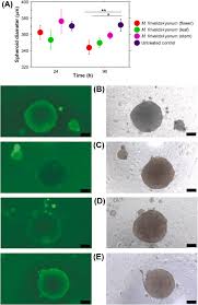 Image result for Cissus welwitschii