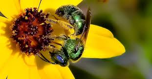 We did not find results for: Native Plants For Native Pollinators Wilderness Committee