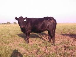 Black Angus Calves For Sale Near Me 110 Corriente Angus Cross Bred Heifers Kansas Cattle For Sale Heifer Breeds