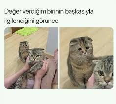 Arkadaki Kedi Cok Tatli Yha Yapilir Mi Hic Bu Kediye Komik Komik Goruntuler Komik Seyler