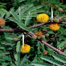 Image result for Acacia farnesiana