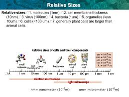 Maybe you would like to learn more about one of these? Essential Idea The Evolution Of Multicellular Organisms Allowed Cell Specialization And Cell Replacement Ppt Download
