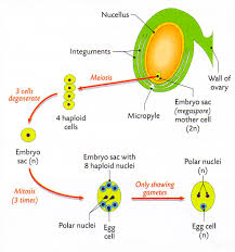 Draw A Well-Labeled Diagram Of Polygonum Type Of Embryo Sac - Sarthaks  Econnect | Largest Online Education Community